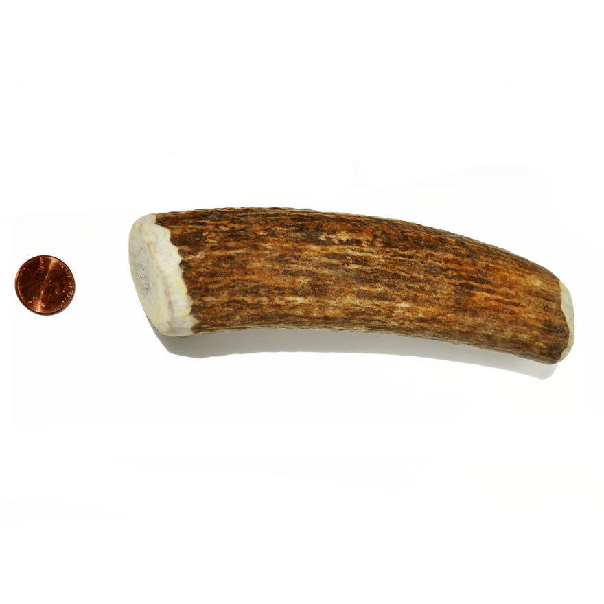 Hard Density Large Whole Antler Chew – Choice Wise Antler Pet Products