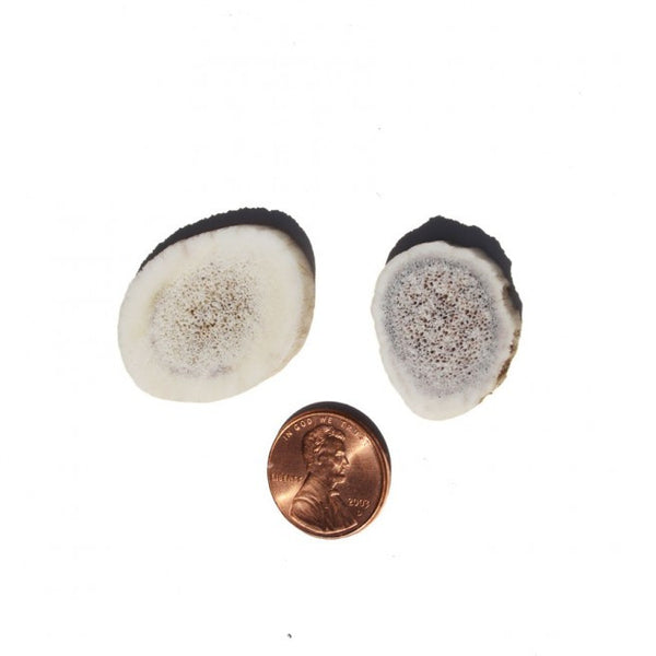 Antler Bits - 8 Pack