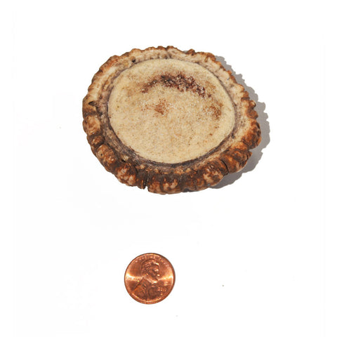 Hard Density Small Burr