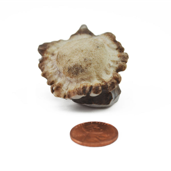 Hard Density Toy Burr - 2 per pack