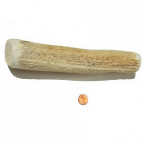 Soft Density Jumbo+ Whole Antler Chew