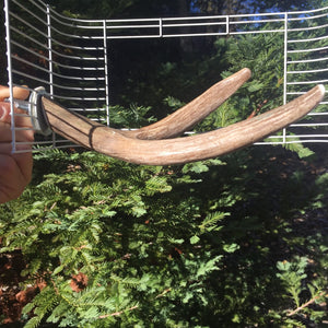Large Bird Perch