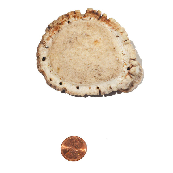 Soft Density Regular Burr