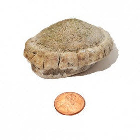 Soft Density Small Burr