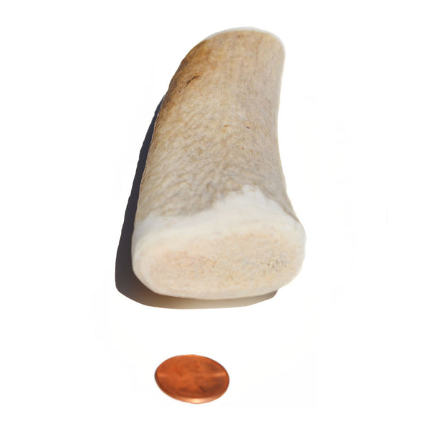 Medium Density Large Whole Antler Chew